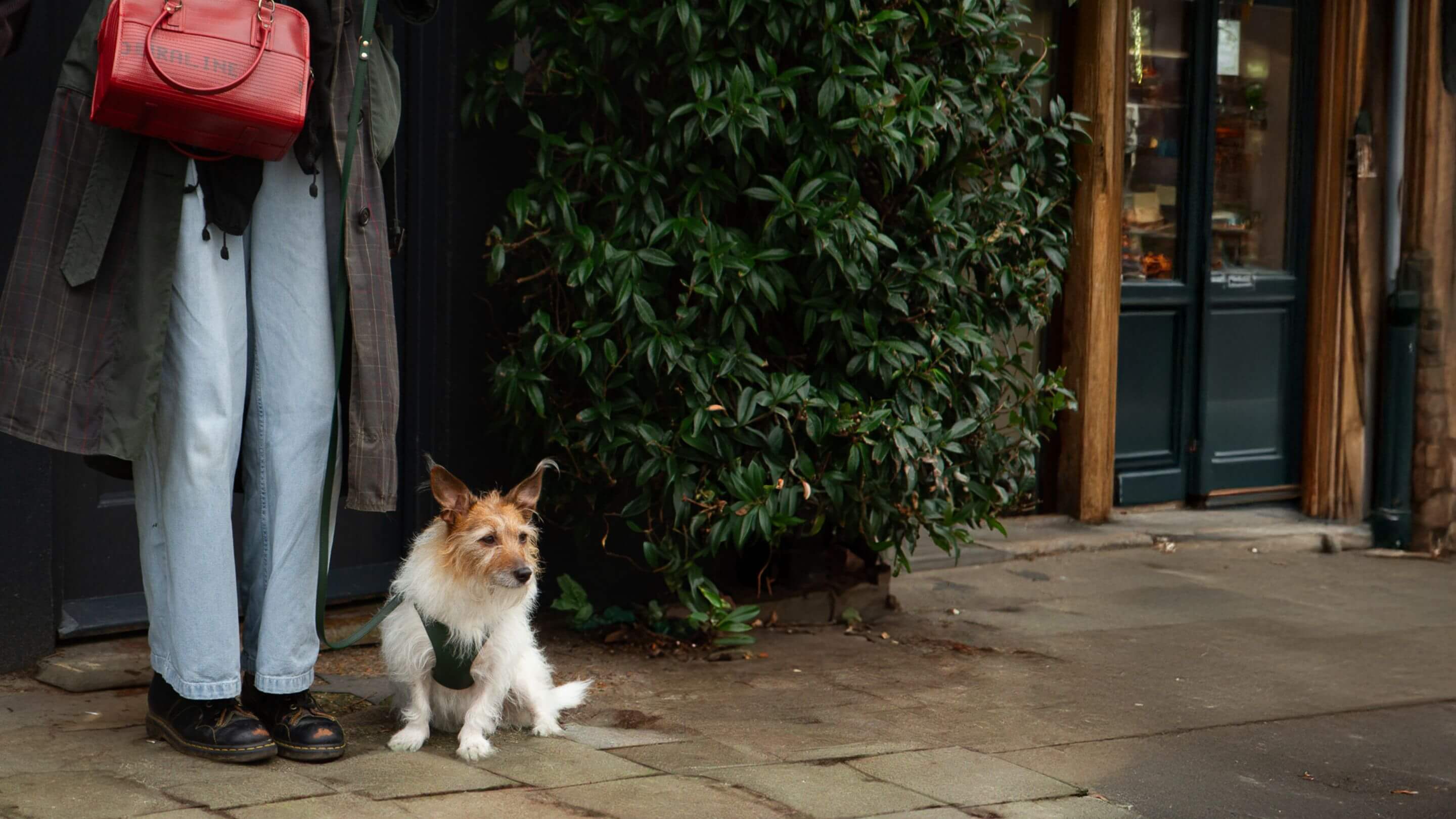 Luxury Designer Dog Accessories