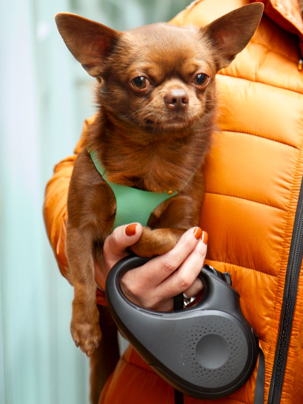 Hot designer dog harness for small dog Hotsell