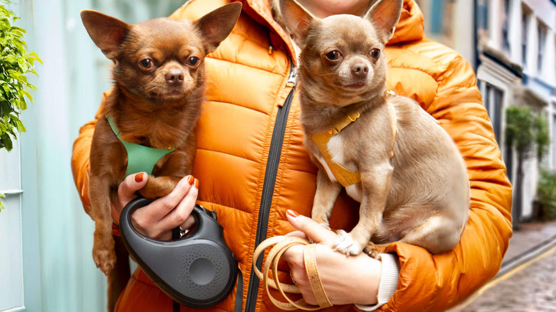 For Little Dogs Who Deserve the Best