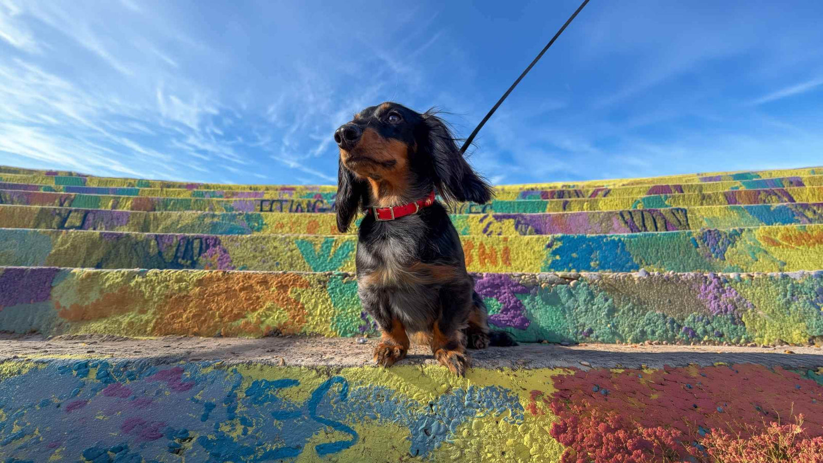 Luxury dog accessories for small dogs by Rowlie