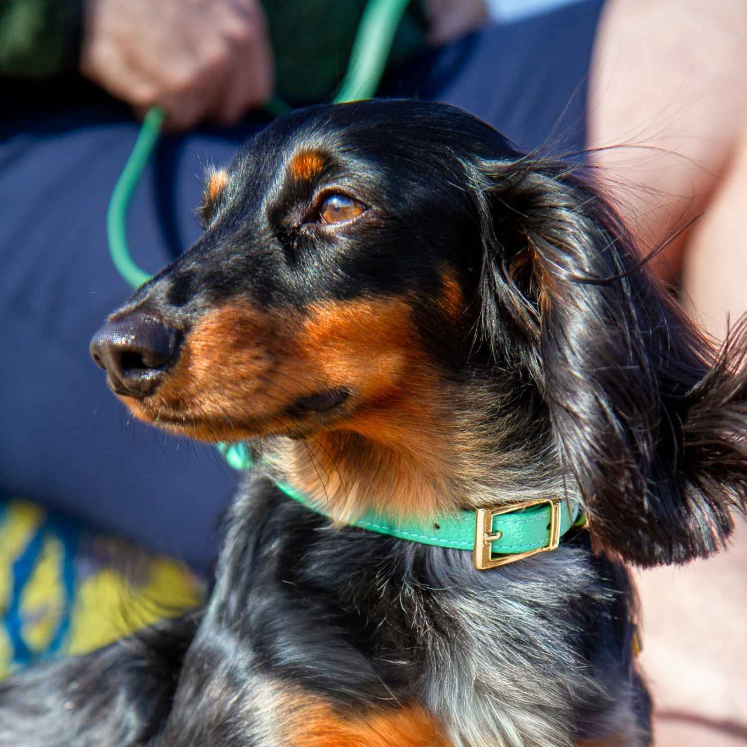 Mini Dachshund Collar Green @Henry (mini dachshund) wears size S #style_mint-green-leather