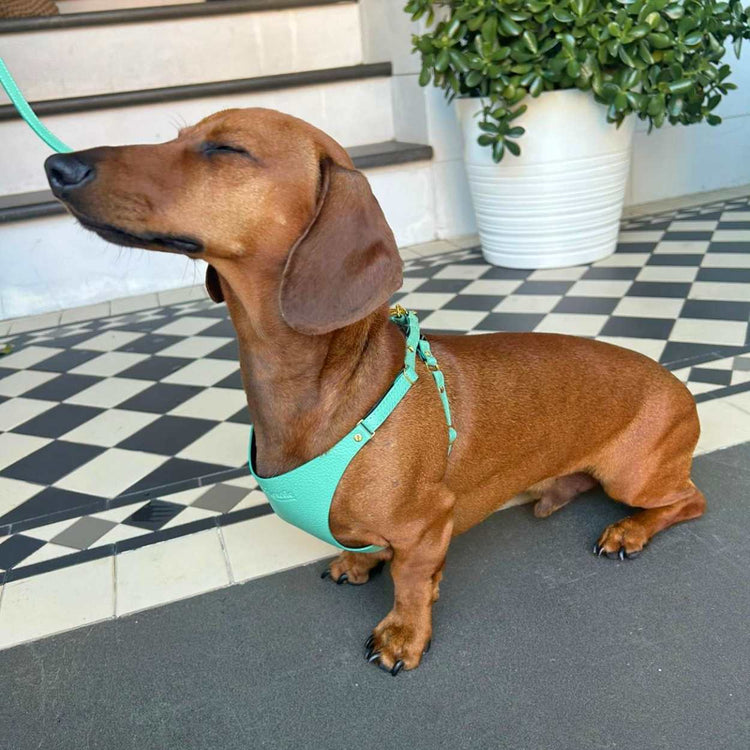 Mini Dachshund Harness @Rufus (mini dachshund) wears size S #style_mint-green-leather