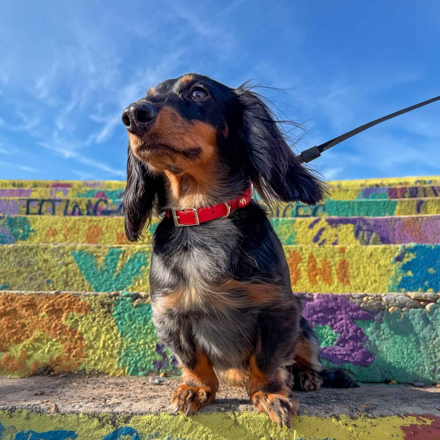 Mini Dachshund Collar Red @Henry (mini dachshund) wears size S #style_scarlet-red-leather
