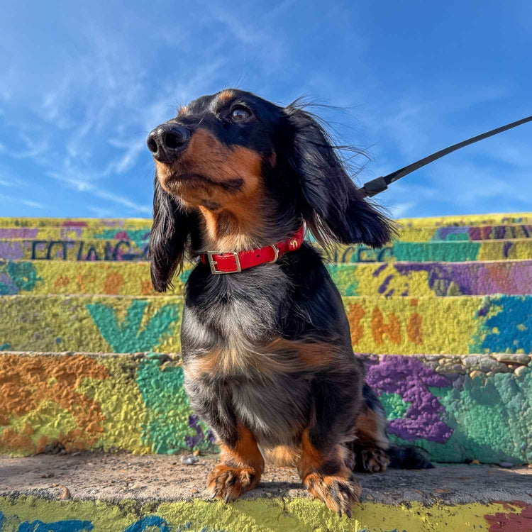 Mini Dachshund Collar Red @Henry (mini dachshund) wears size S #style_scarlet-red-leather