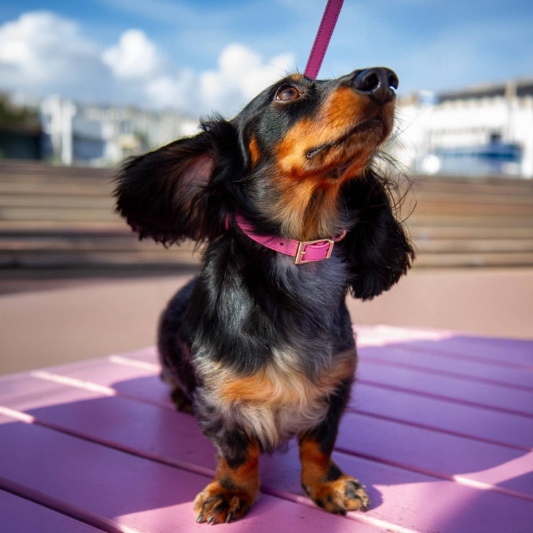 Mini Dachshund Collar Pink @Henry (mini dachshund) wears size S #style_rose-pink-leather