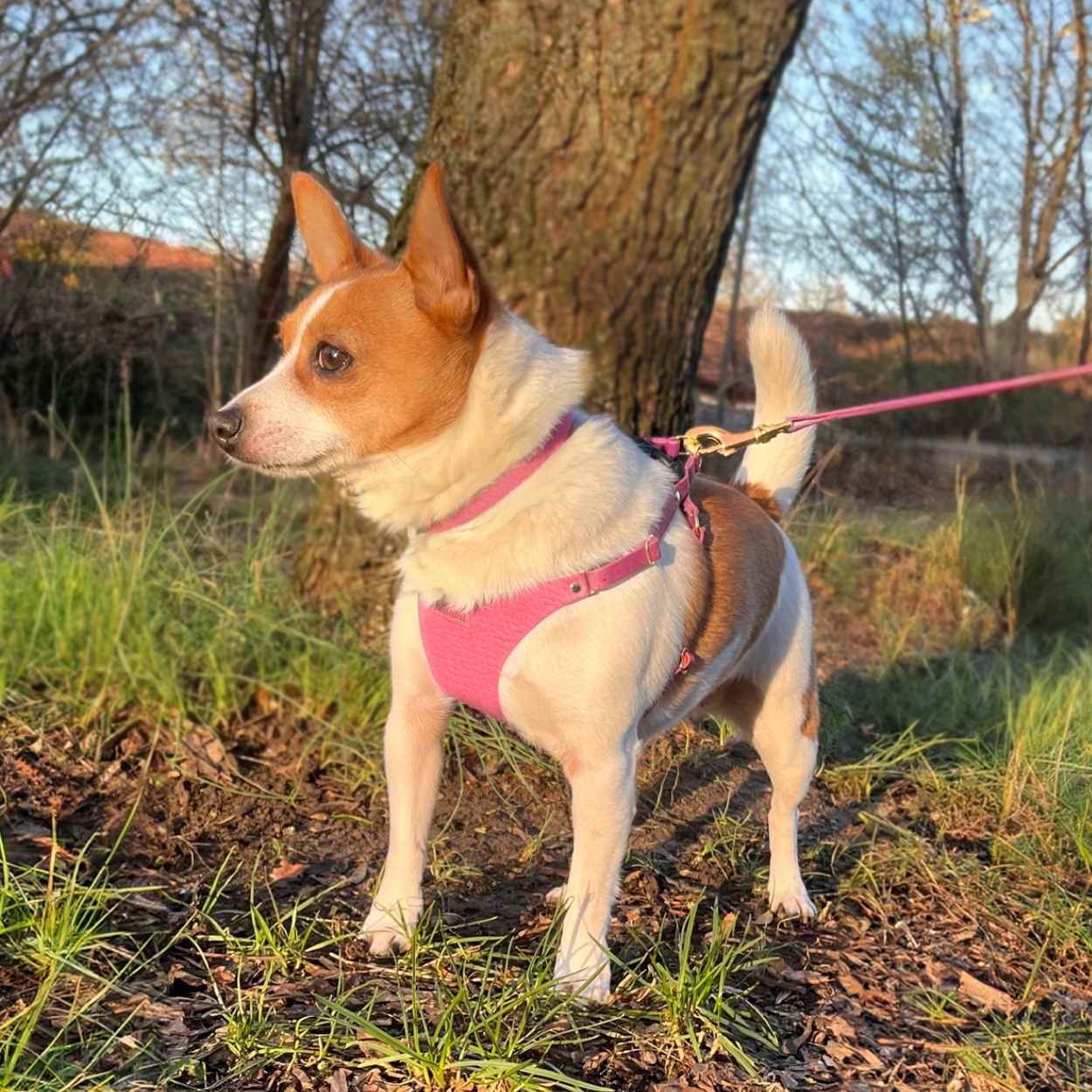 Pink Dog Harness Small @Biscuit (jack x chi) wears size S #style_rose-pink-leather