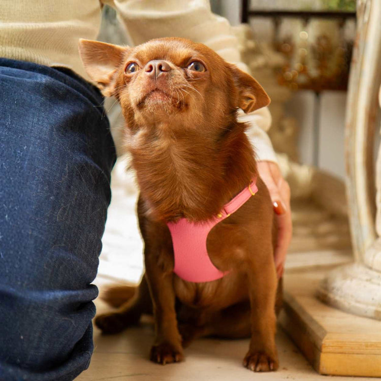 Pink Harness For Small Dogs @Bourbon (chihuahua) wears size XS #style_rose-pink-leather