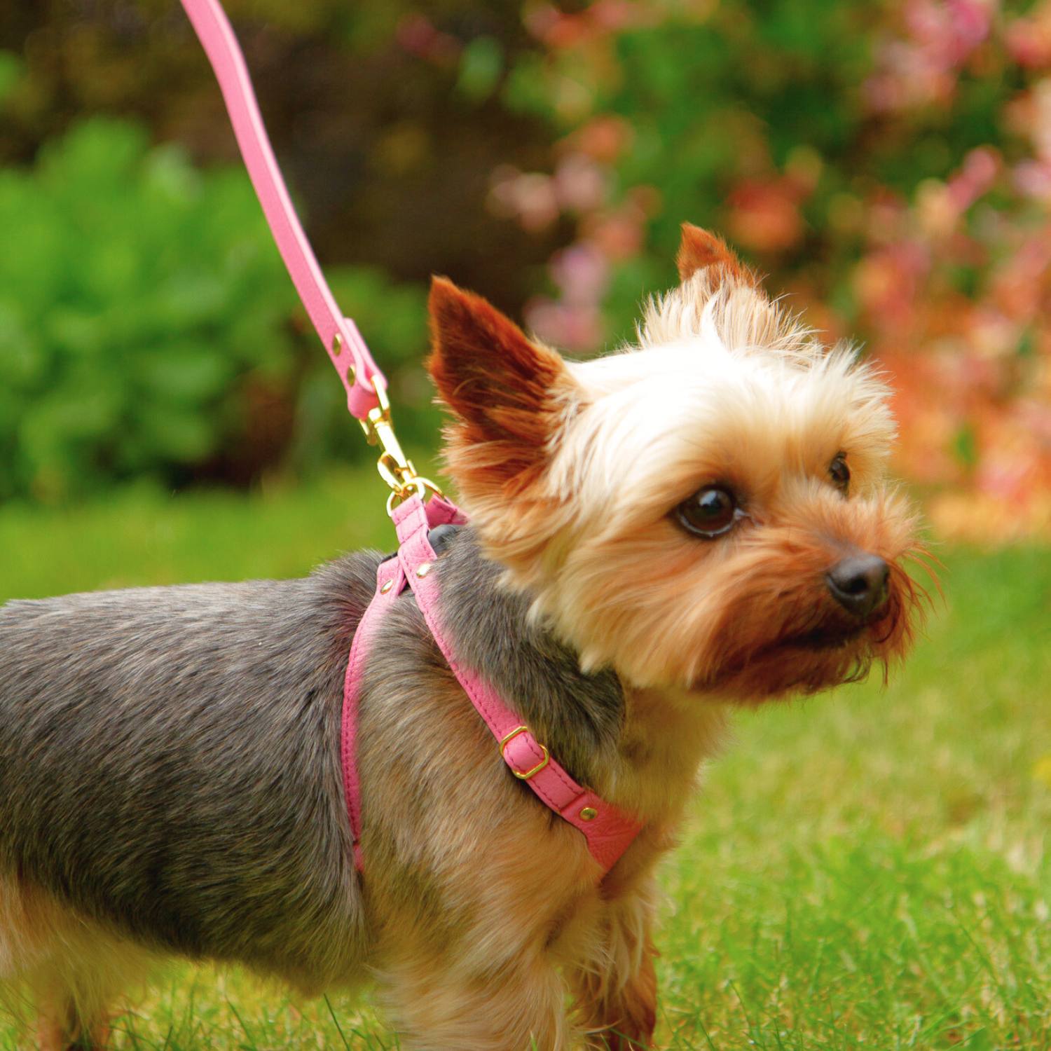 Pink Small Dog Leash #style_rose-pink-leather
