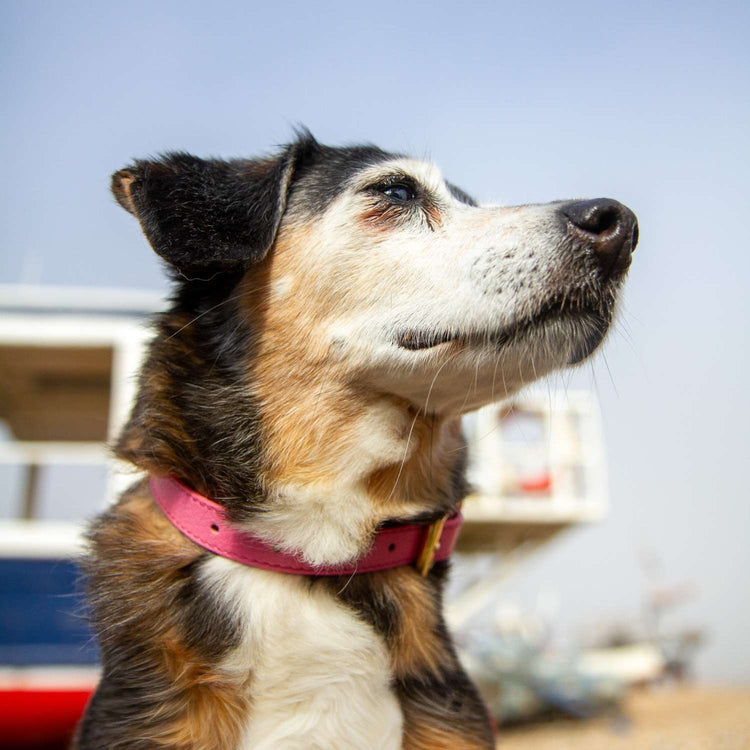 Pink dog collar @Daisy wears size S #style_rose-pink-leather