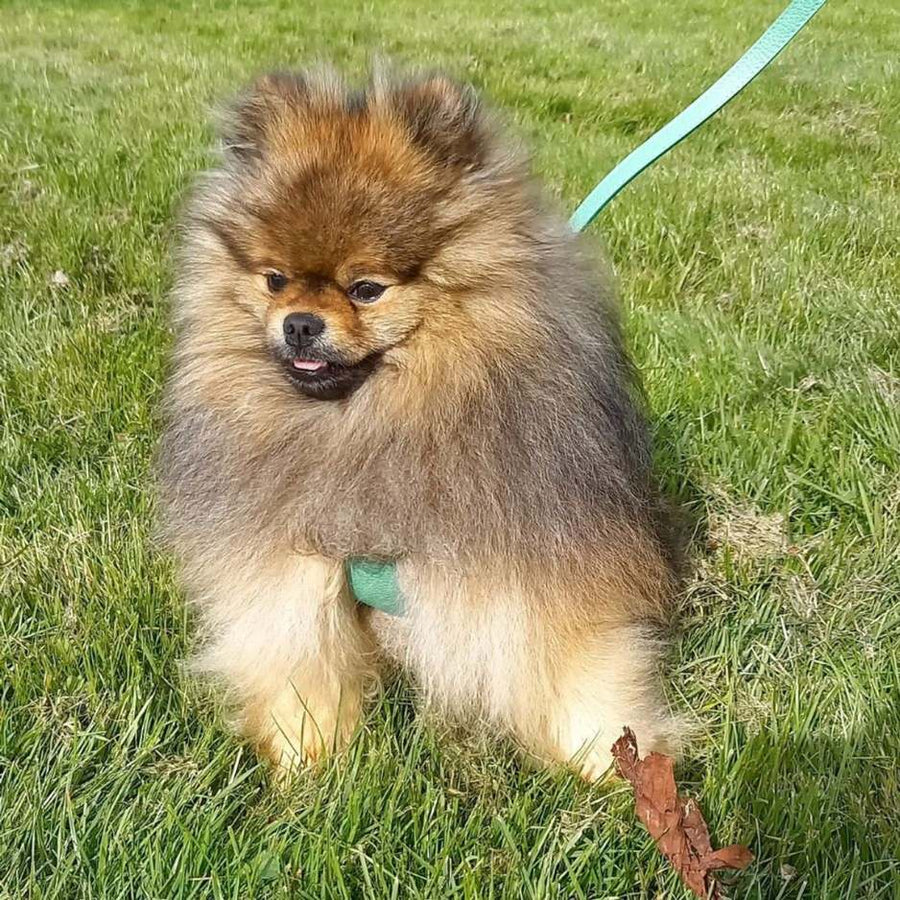 Pomeranian in Medium Harness