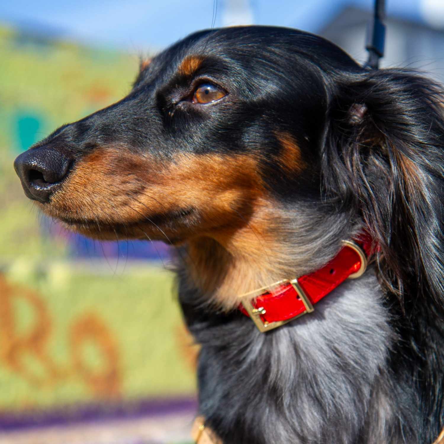 Red Leather Dog Collar on Mini Dachshund @Henry (mini dachshund) wears size S #style_scarlet-red-leather