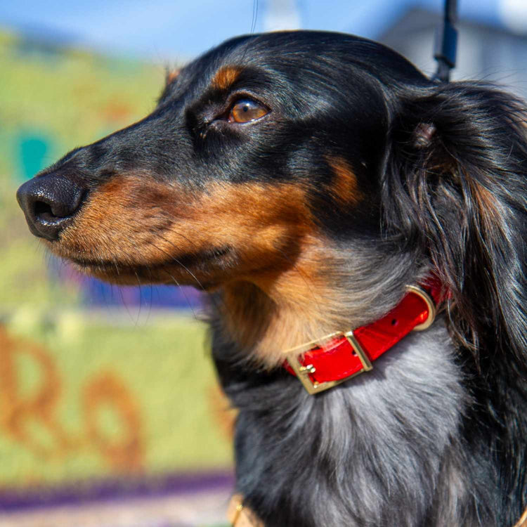 Red Leather Dog Collar on Mini Dachshund @Henry (mini dachshund) wears size S #style_scarlet-red-leather