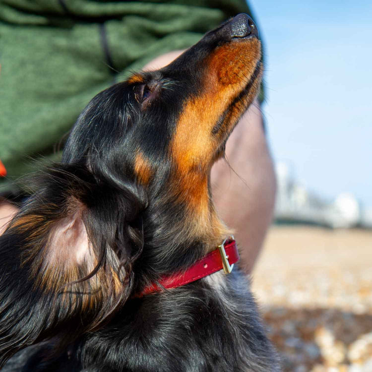 Mini Dachshund Collar Red @Henry (mini dachshund) wears size S #style_burgundy-leather