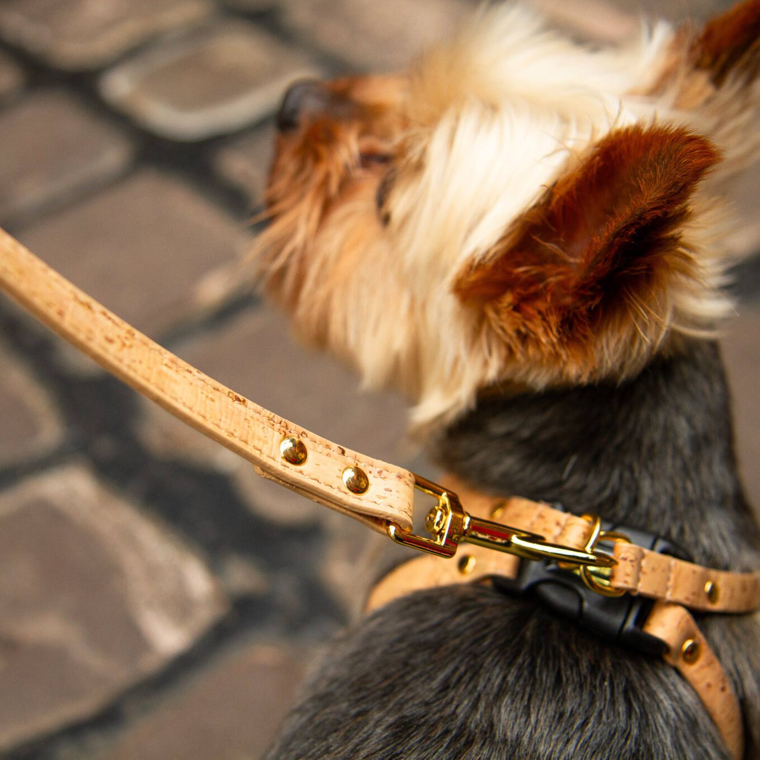 Small Dog Lead on a Yorkshire Terrier #style_natural-vegan-cork