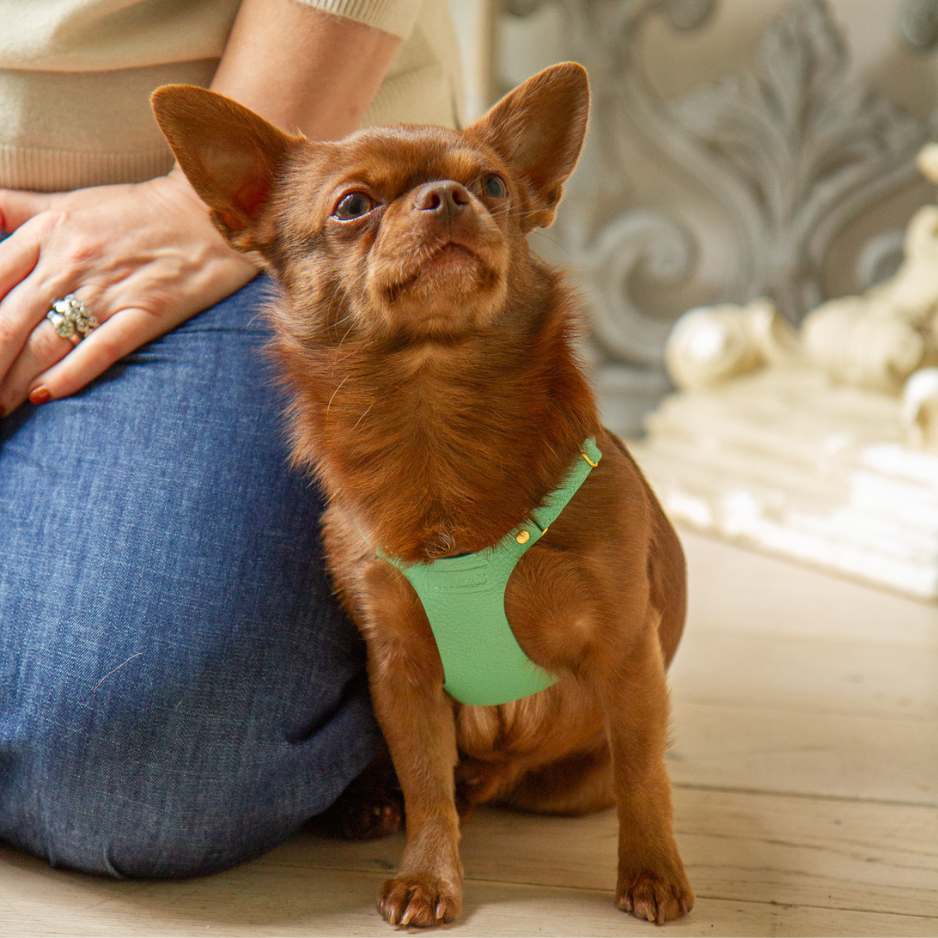 Small Chihuahua Harness