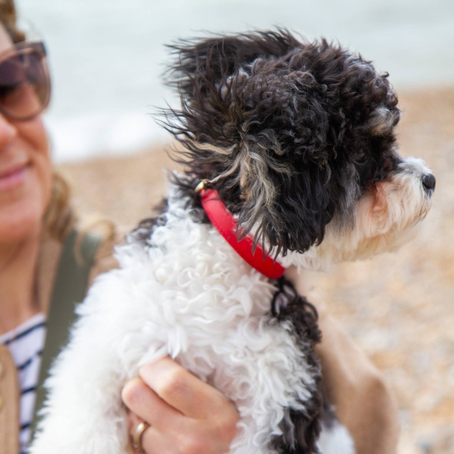 Small Dog Collar Red on Cavapoo Puppy @Basil (6 month old cavapoo) wears size S #style_scarlet-red-leather