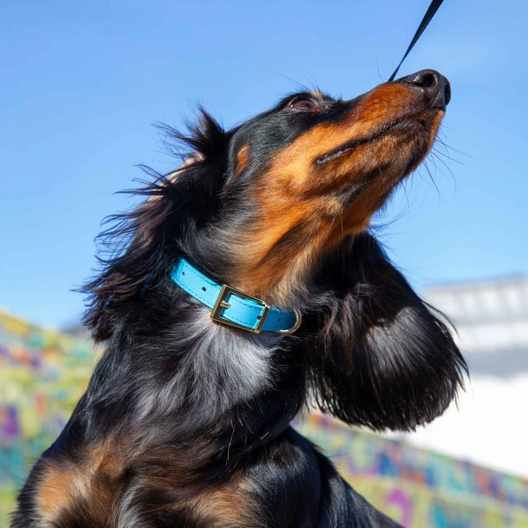 Small Dog Collar and Lead Set @Henry (mini dachshund) wears size S #style_azure-blue-leather
