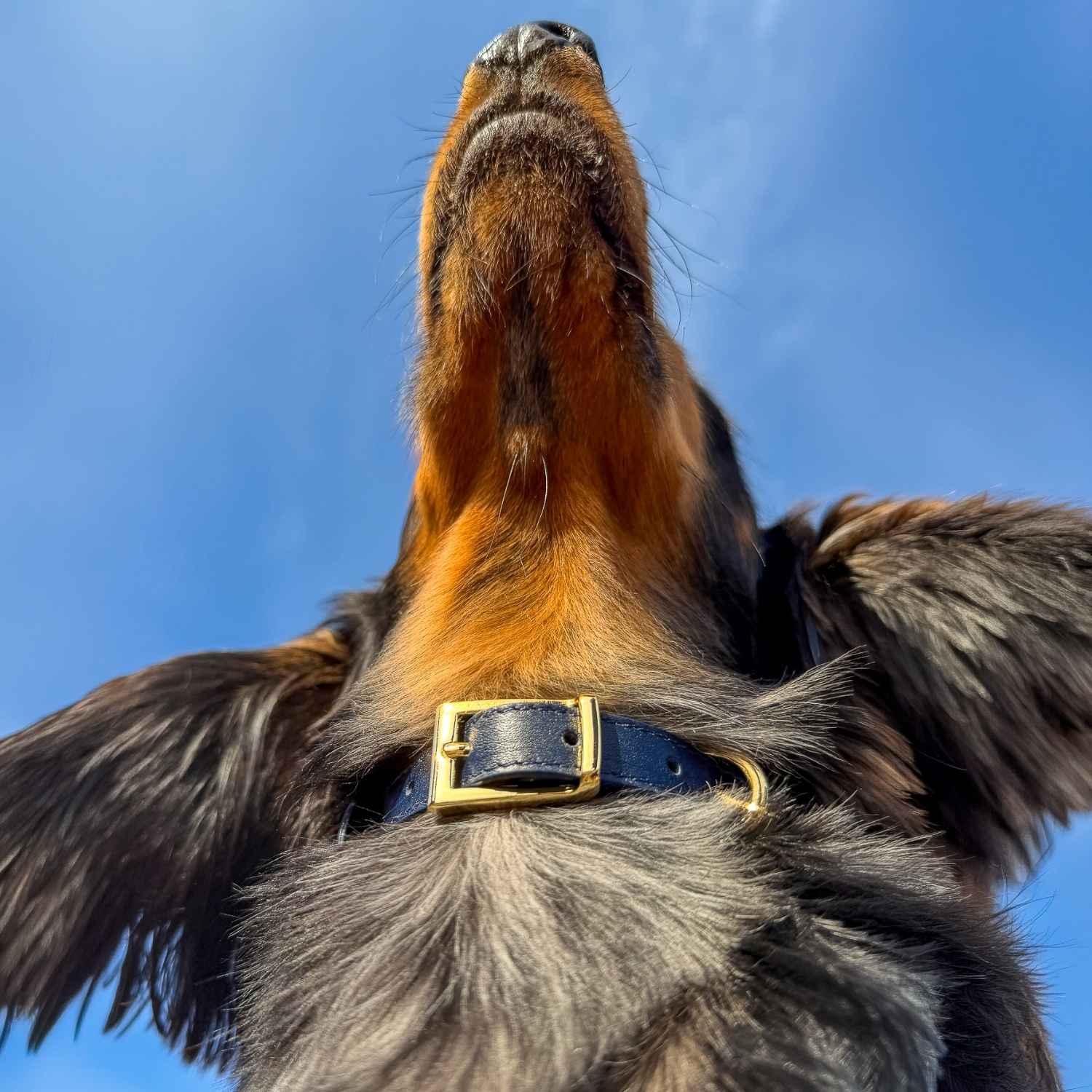 Mini Dachshund Wearing a Small Dog Collar and Leash #style_midnight-blue-leather