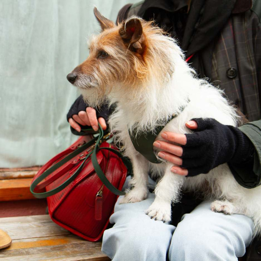 Dog in Large Harness