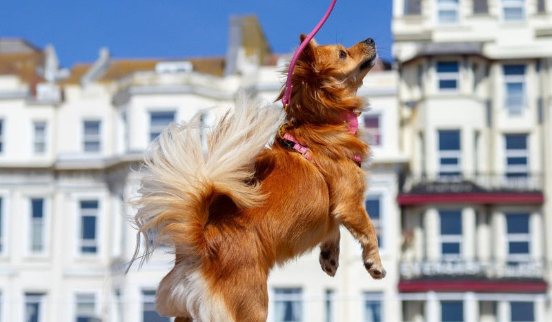 The Rowlie Difference: Small Dog Harnesses