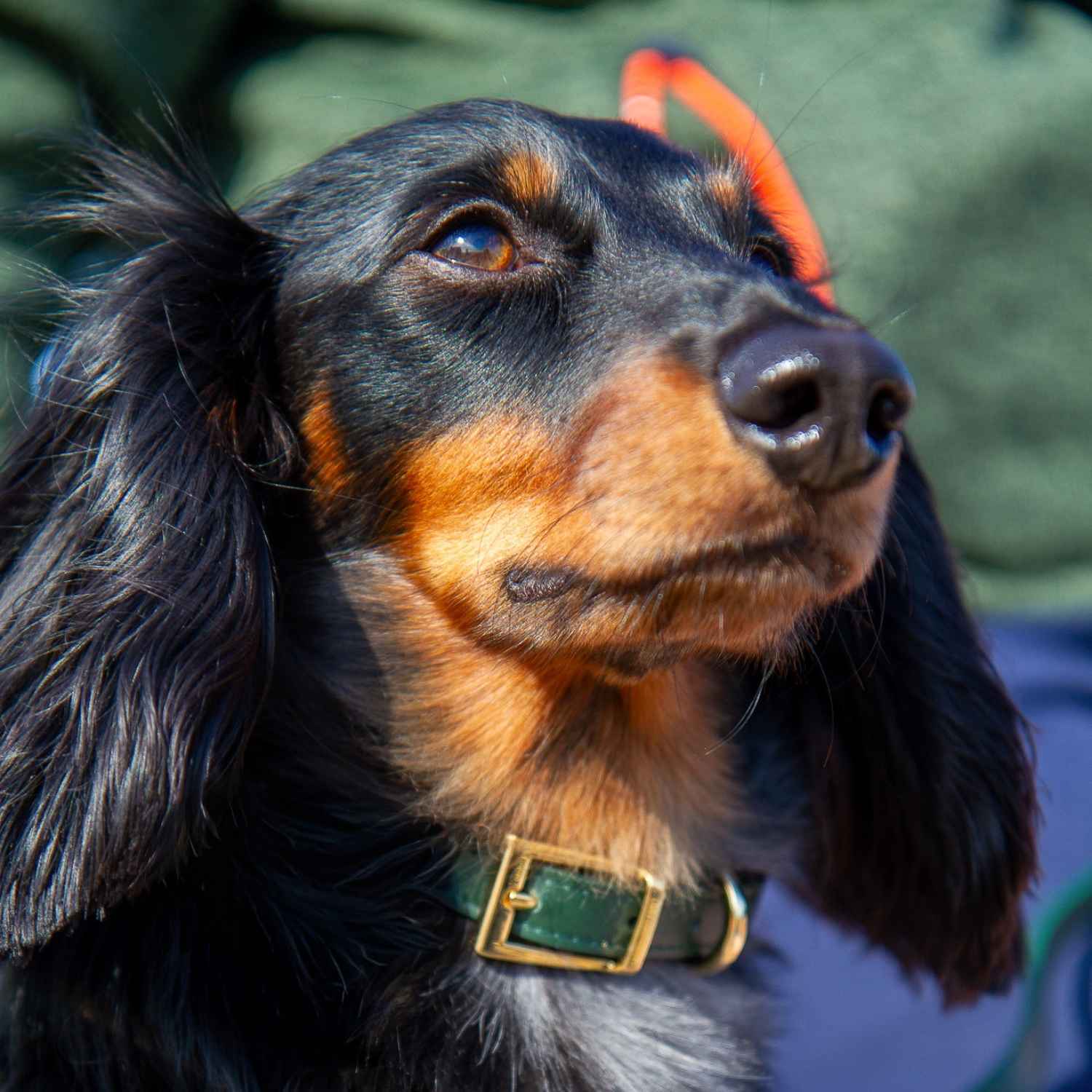 Small Dog Collar Brass @Henry (mini dachshund) wears size S #style_emerald-green-leather