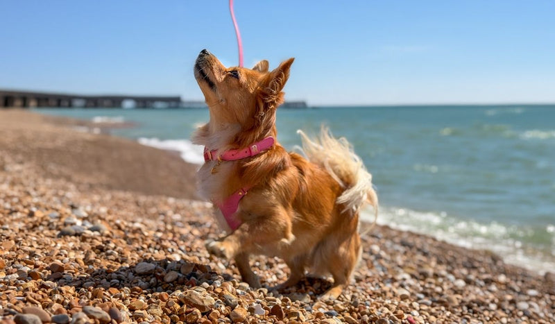 The Rowlie Difference: Small Dog Collars