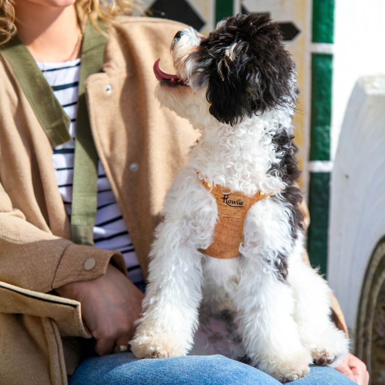 Soft Harness for Small Dogs @Basil (6mo cavapoo) wears size XS #style_natural-vegan-cork