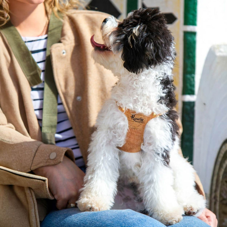 Soft Harness for Small Dogs @Basil (6mo cavapoo) wears size XS #style_natural-vegan-cork