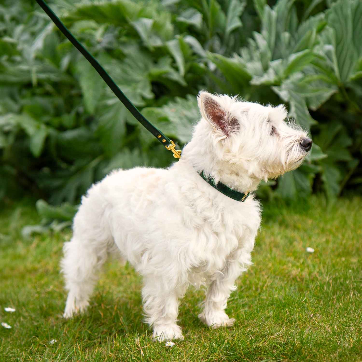 Soft Small Dog collar @Peanut (westie) wears size S #style_emerald-green-leather