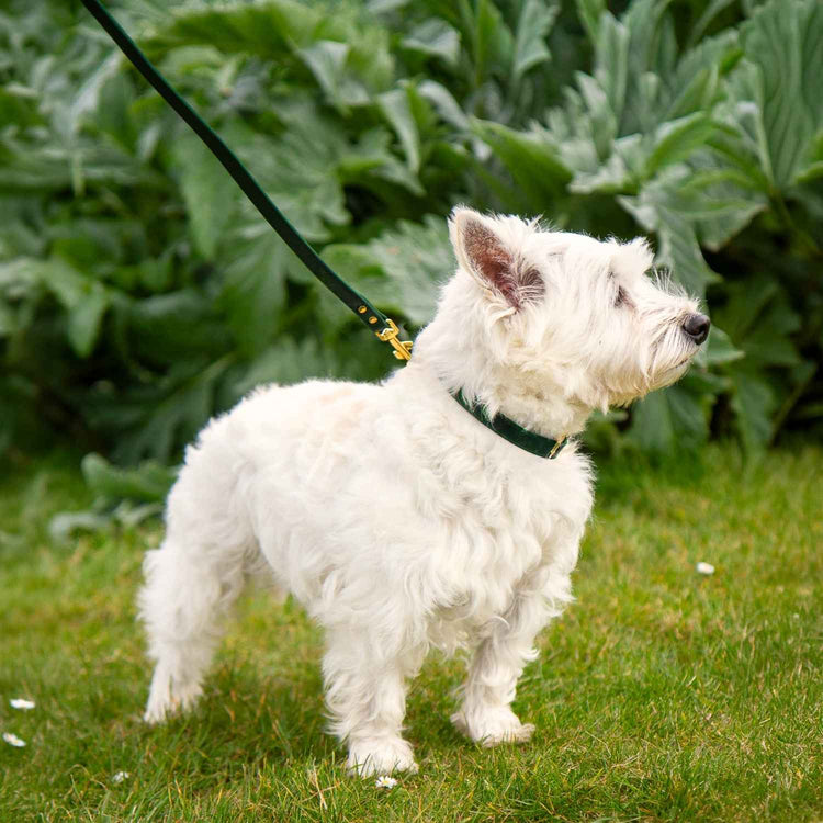 Soft Small Dog collar @Peanut (westie) wears size S #style_emerald-green-leather