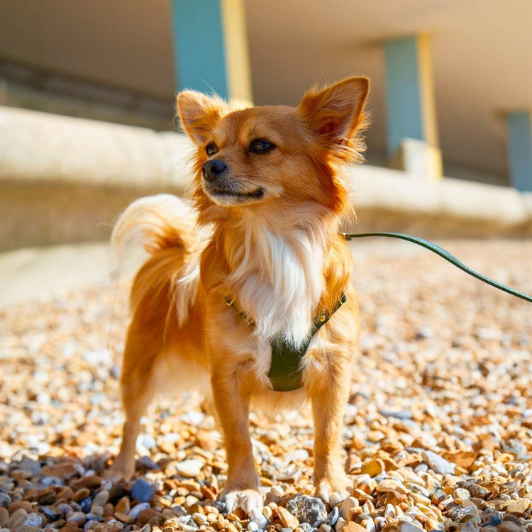 Step In Small Dog Harness @Pixie (chihuahua) wears size XS #style_emerald-green-leather