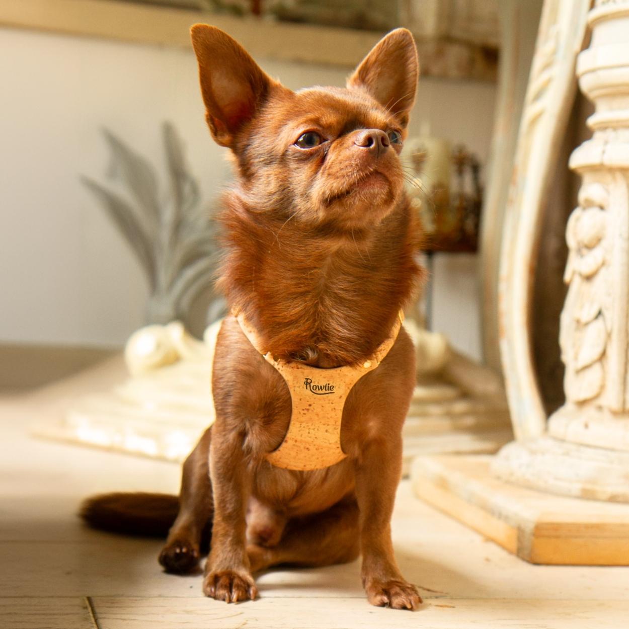 Teacup Chihuahua Harness @Bourbon (chihuahua) wears size XS #style_natural-vegan-cork