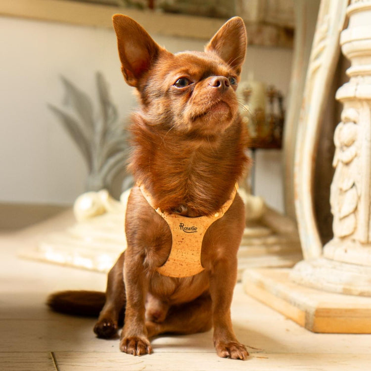 Teacup Chihuahua Harness @Bourbon (chihuahua) wears size XS #style_natural-vegan-cork