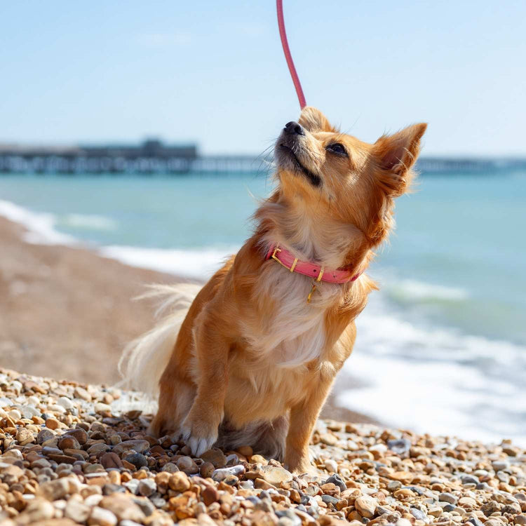 Teacup chihuahua collar pink @Pixie (chihuahua) wears size S #style_rose-pink-leather