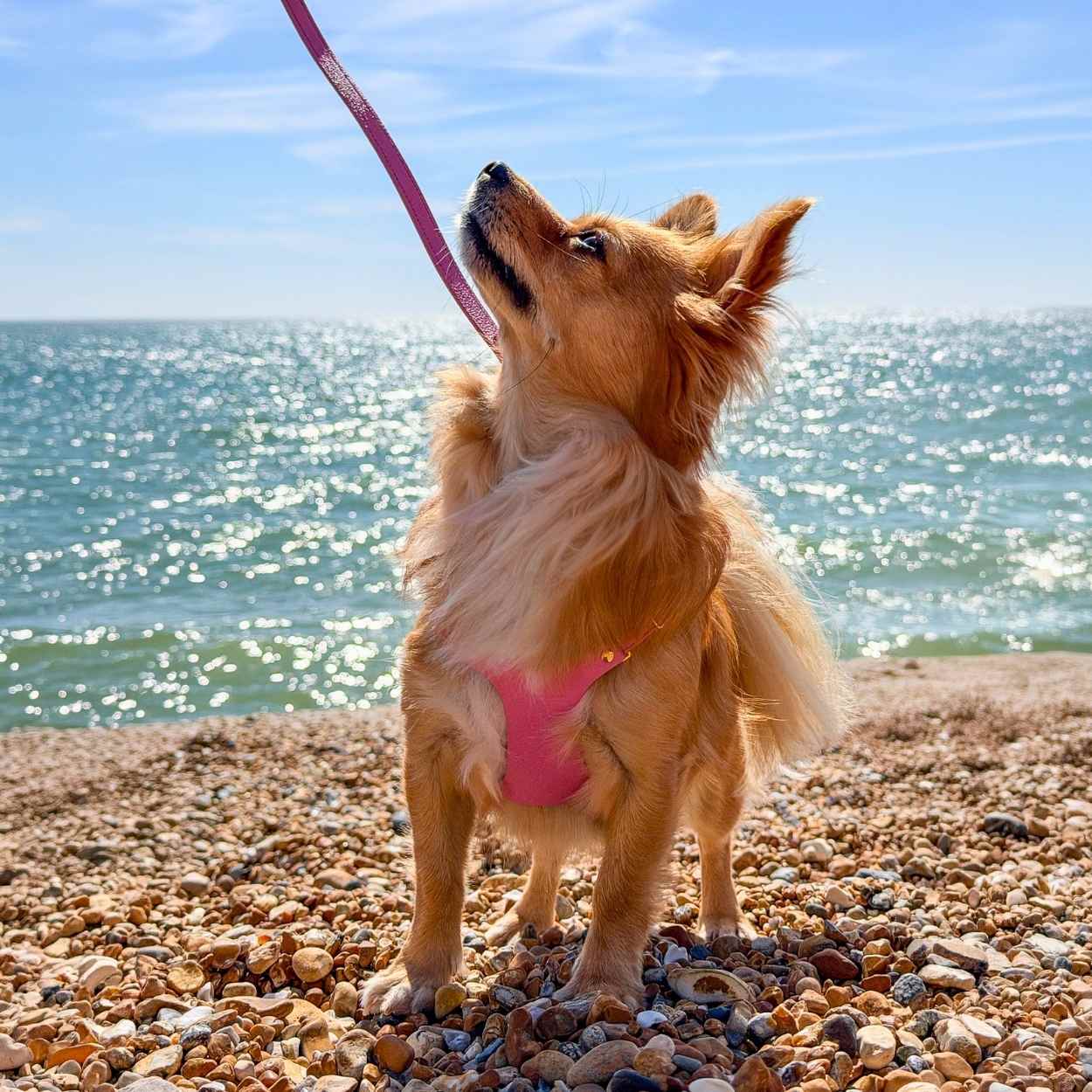 Tiny Dog Harness Pink @Pixie (chihuahua) wears size XS #style_rose-pink-leather