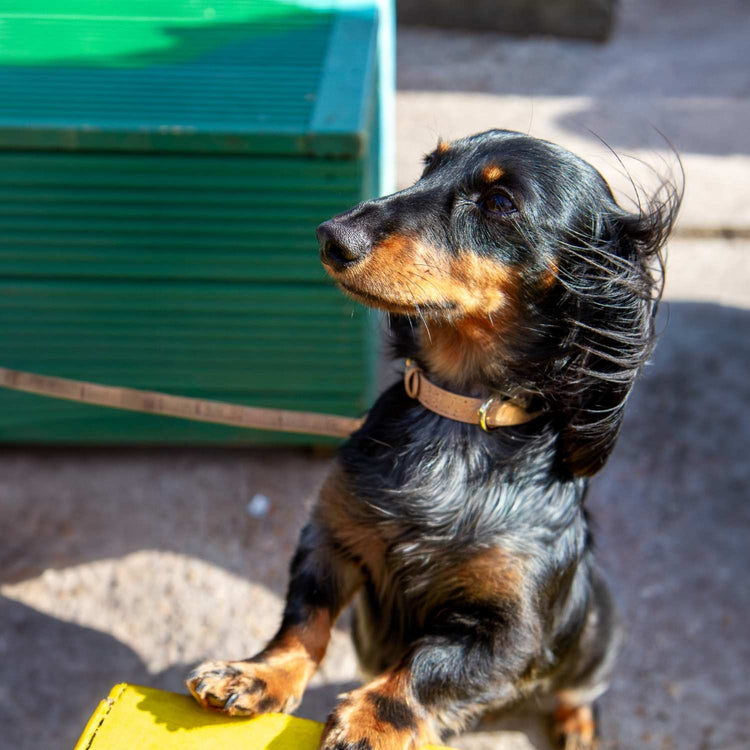 Vegan Leather Dog Collar @Henry (mini dachshund) wears size S #style_natural-vegan-cork