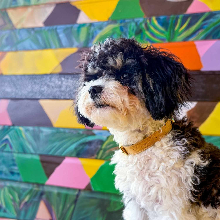 Vegan Leather Small Dog Collar @Basil (6 month old cavapoo) wears size S #style_natural-vegan-cork