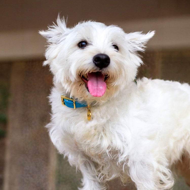Westie Dog Collar and Leash Set @Peanut (westie) wears size S #style_azure-blue-leather