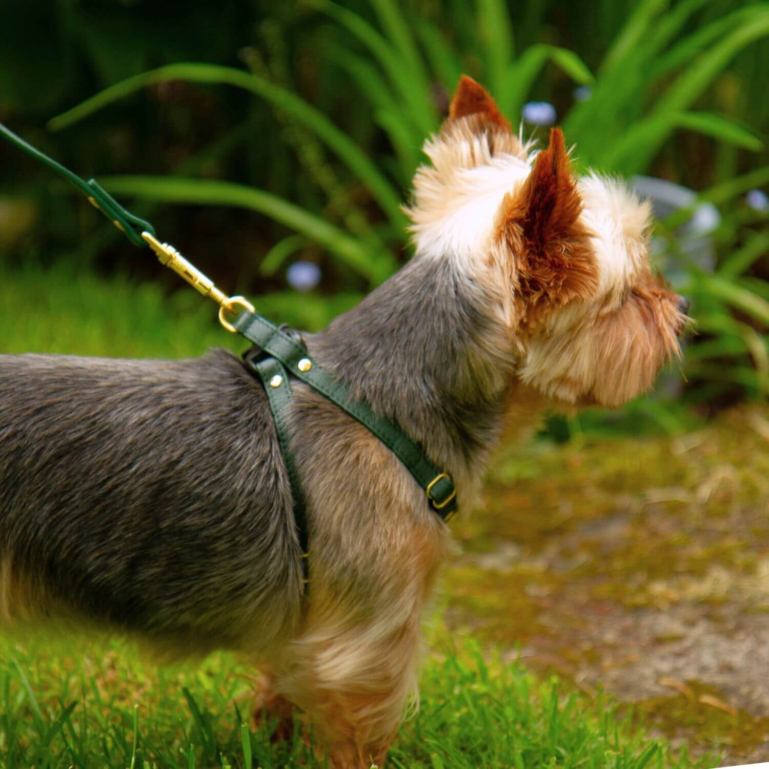 Small Dog Harness The Rowlie Harness for Small and XS Dogs