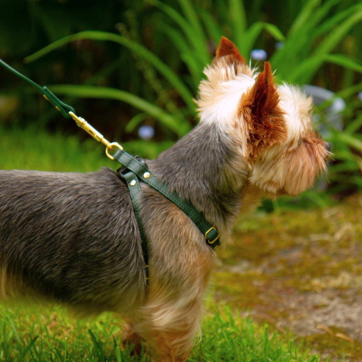 XS Dog Harness Leather @Teddy (yorkshire terrier) wears size XXS #style_emerald-green-leather