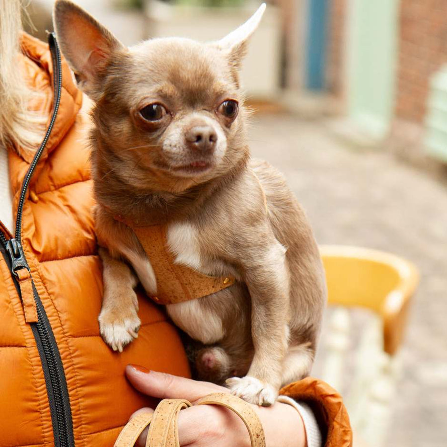 Chihuahua in Small Harness