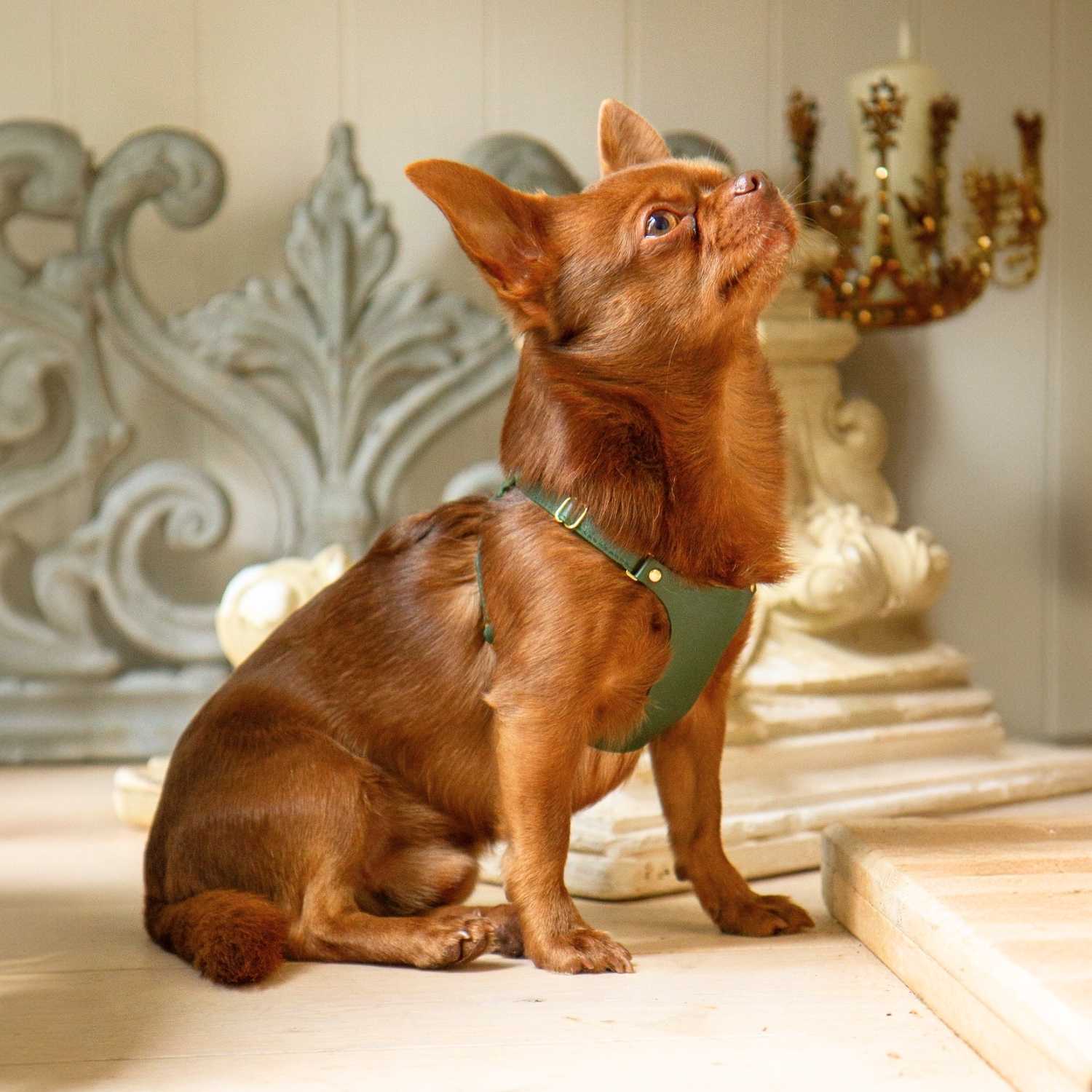 X Small Dog Harness @Bourbon (chihuahua) wears size XS #style_emerald-green-leather