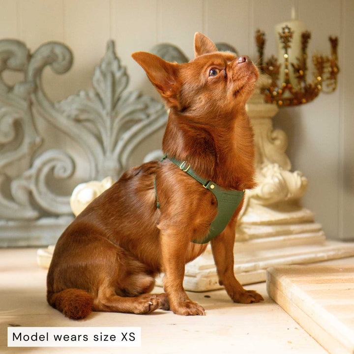 X Small Dog Harness #style_emerald-green-leather