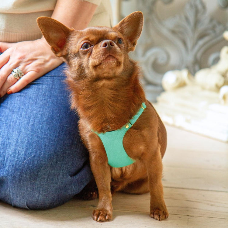 XXS Dog Harness for Chihuahua @Bourbon (chihuahua) wears size XS #style_mint-green-leather