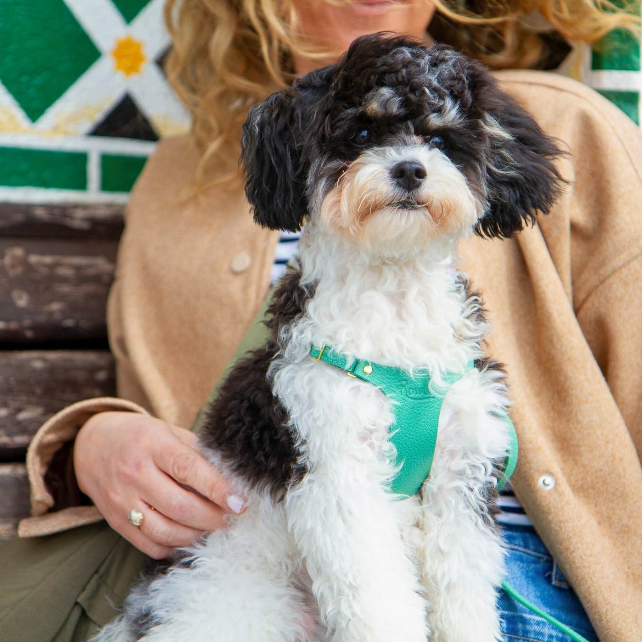 XXS Puppy Harness @Basil (6mo cavapoo) wears size XS #style_mint-green-leather