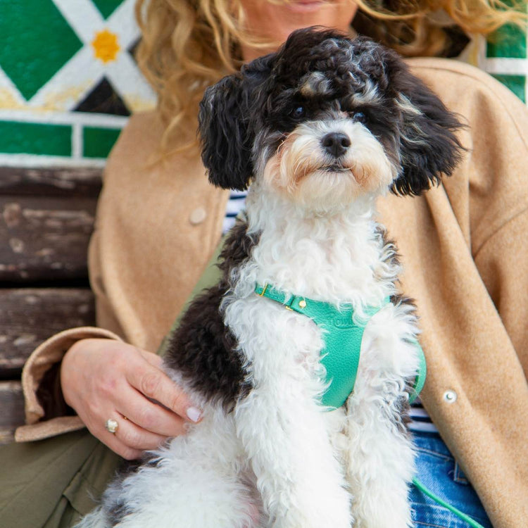 XXS Puppy Harness @Basil (6mo cavapoo) wears size XS #style_mint-green-leather
