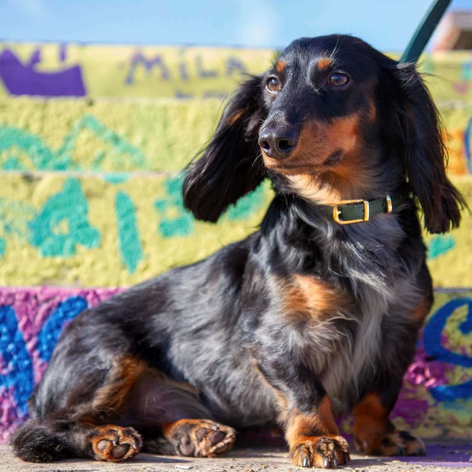 X Small Dog Collar and Leash @Henry (mini dachshund) wears size S #style_emerald-green-leather
