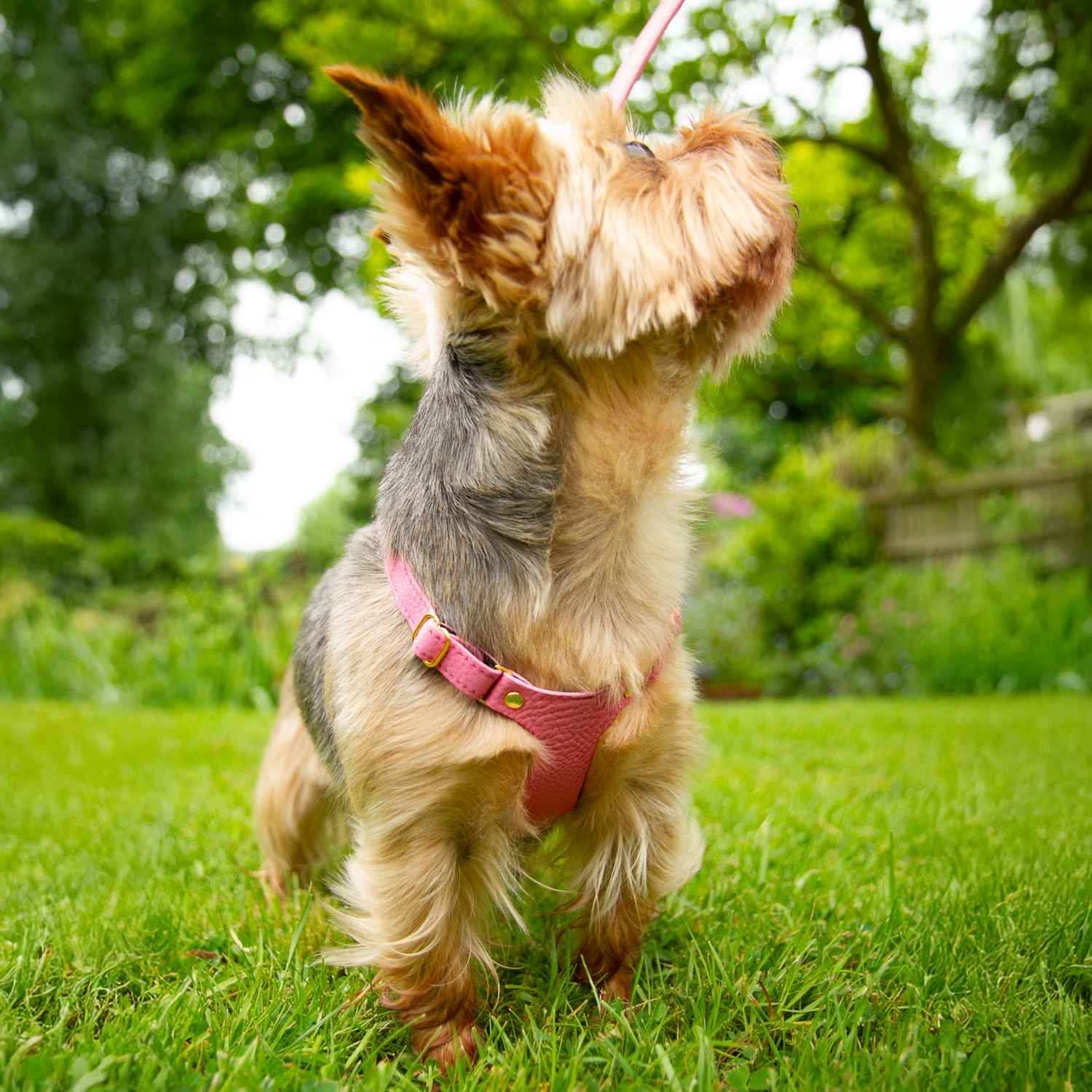 Yorkshire Terrier Harness @Teddy (yorkshire terrier) wears size XXS #style_rose-pink-leather