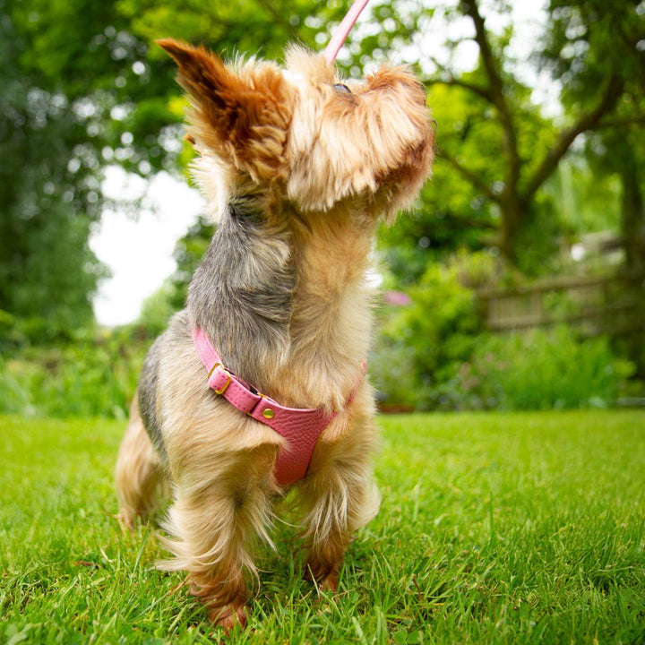 Yorkshire Terrier Harness #color_rose-pink