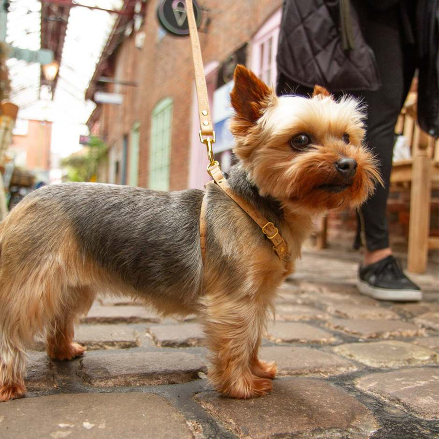 Yorkshire Terrier in Small Harness